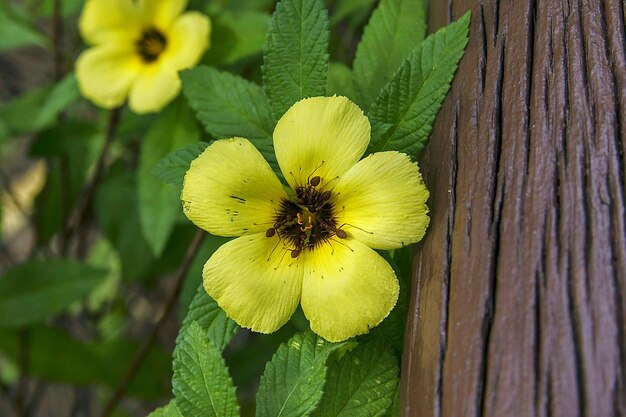 Foto primer plano de una planta de flores amarillas