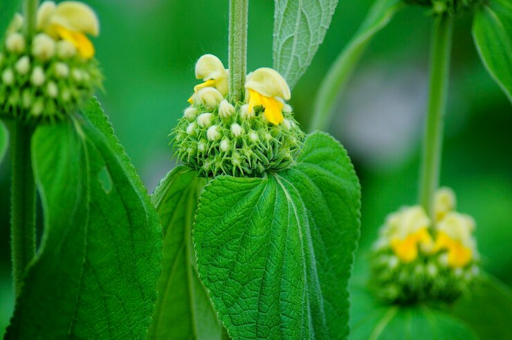 Foto primer plano de una planta de flores amarillas
