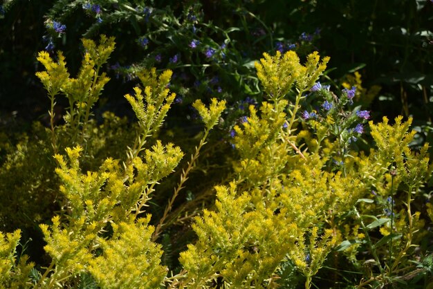 Foto primer plano de una planta de flores amarillas