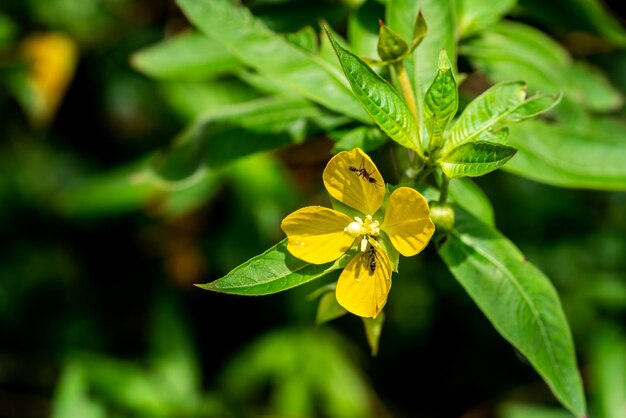 Foto primer plano de una planta de flores amarillas