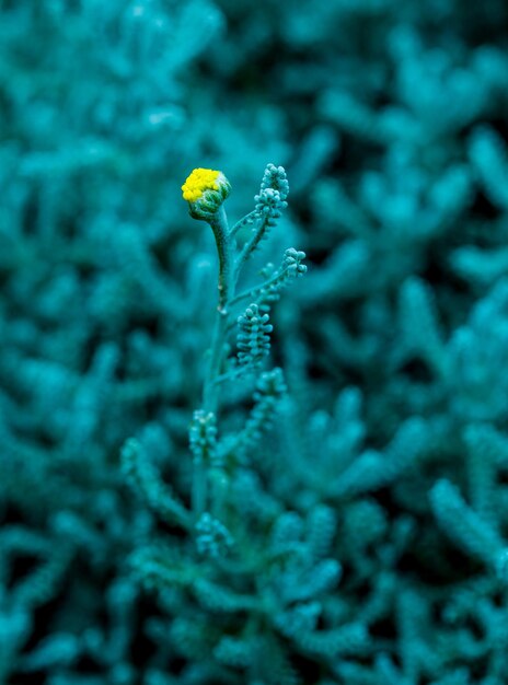 Foto primer plano de una planta de flores amarillas