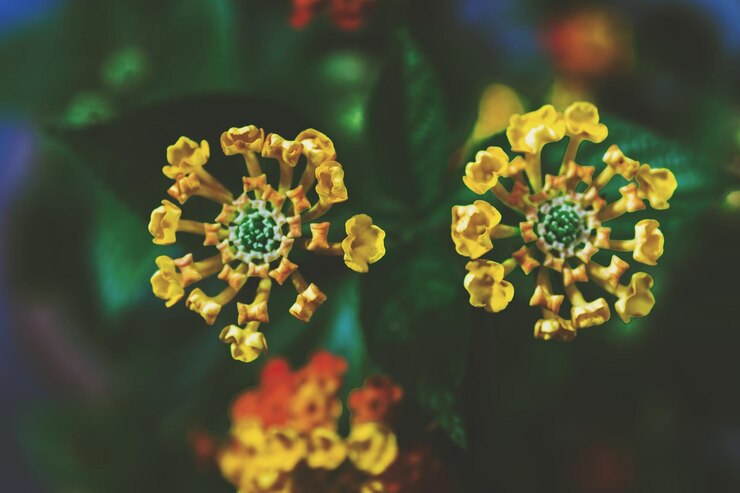 Foto primer plano de una planta de flores amarillas