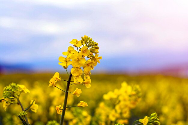 Foto primer plano de una planta de flores amarillas