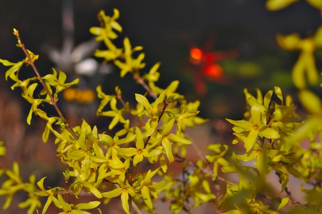 Foto primer plano de una planta de flores amarillas