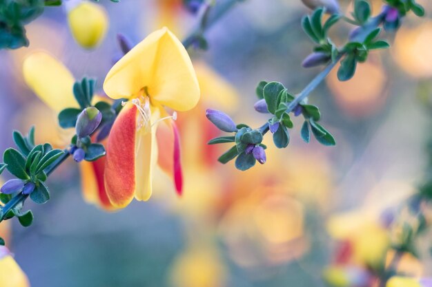 Foto primer plano de una planta de flores amarillas