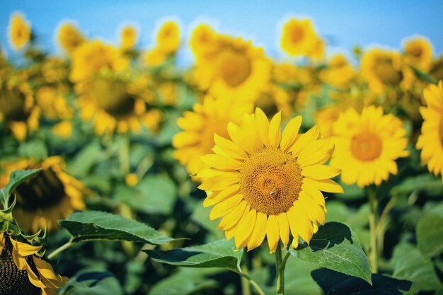 Primer plano de una planta de flores amarillas