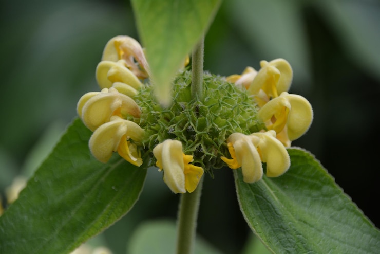 Foto primer plano de una planta de flores amarillas