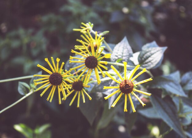 Foto primer plano de una planta de flores amarillas