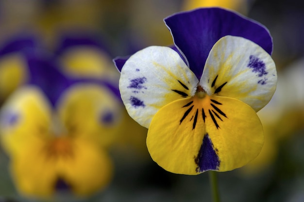 Foto primer plano de una planta de flores amarillas