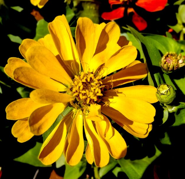 Primer plano de una planta de flores amarillas