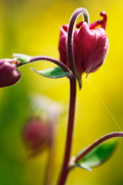 Foto primer plano de una planta de flores amarillas