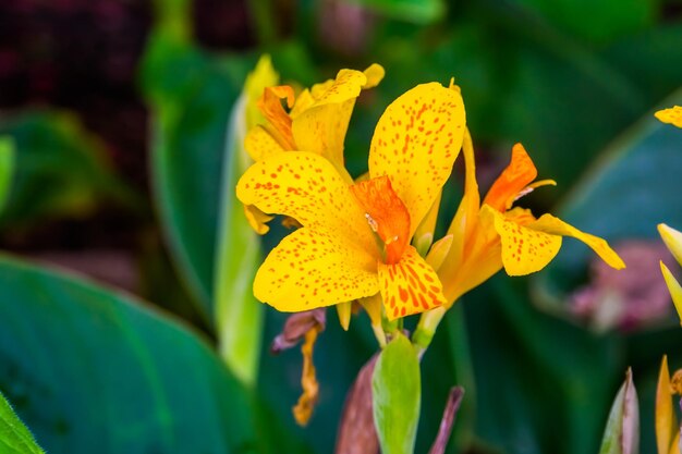 Primer plano de una planta de flores amarillas