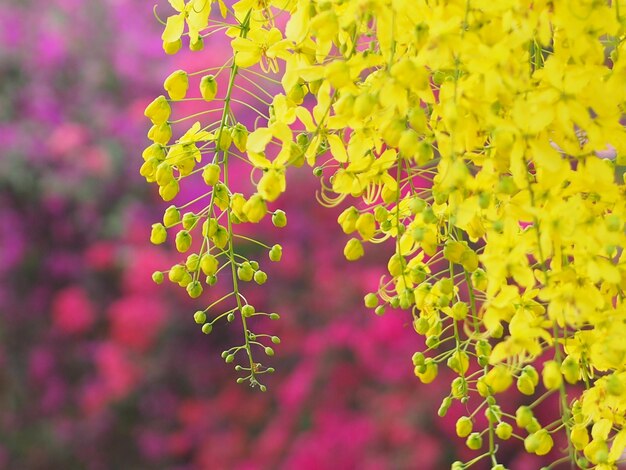 Foto primer plano de una planta de flores amarillas