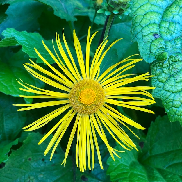 Primer plano de una planta de flores amarillas