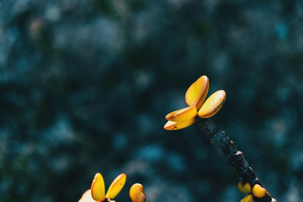 Primer plano de una planta de flores amarillas