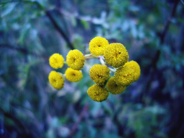 Foto primer plano de una planta de flores amarillas