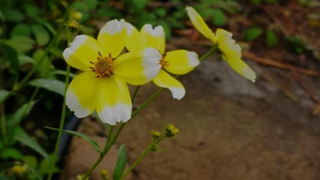 Primer plano de una planta de flores amarillas