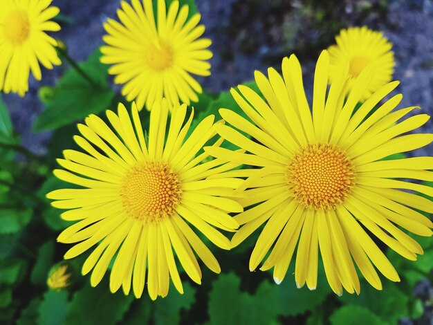 Foto primer plano de una planta de flores amarillas