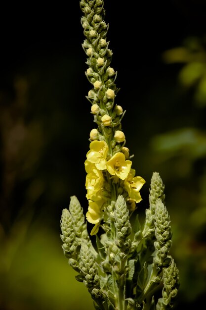 Foto primer plano de una planta de flores amarillas