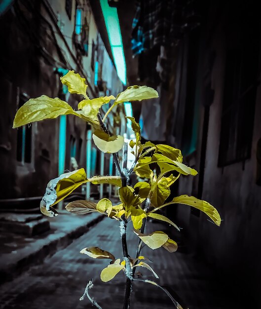 Foto primer plano de una planta de flores amarillas