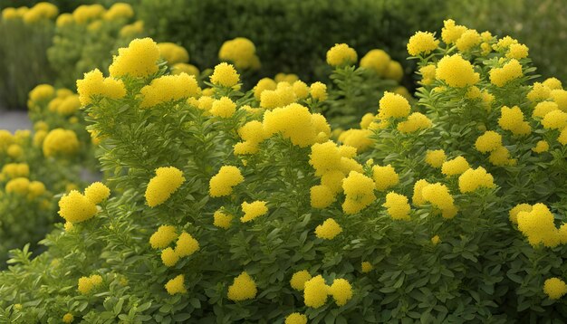 un primer plano de una planta con flores amarillas