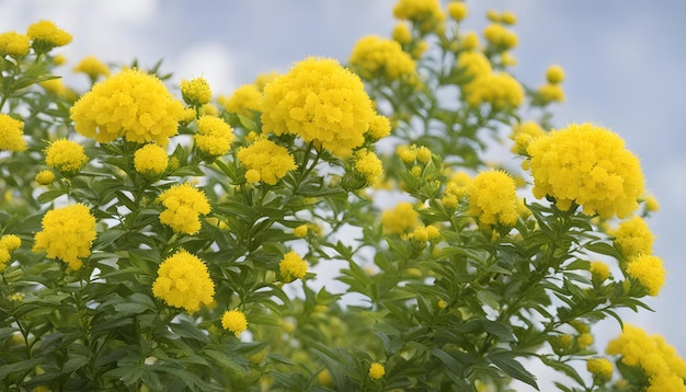 Foto un primer plano de una planta con flores amarillas