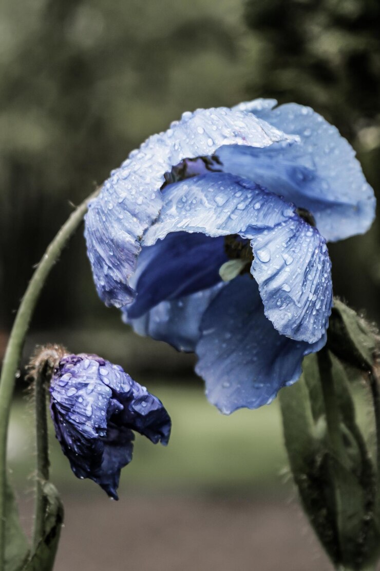 Foto primer plano de una planta con flores azules húmedas