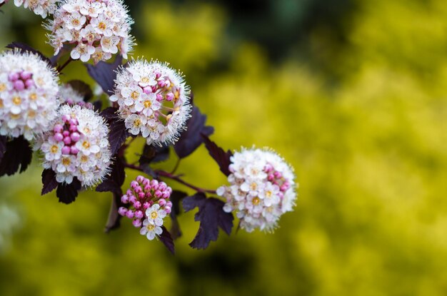 Foto primer plano de una planta con flores azules