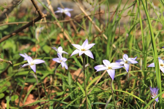 Foto primer plano de una planta de flores blancas en el campo