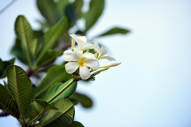 Primer plano de una planta de flores blancas contra el cielo