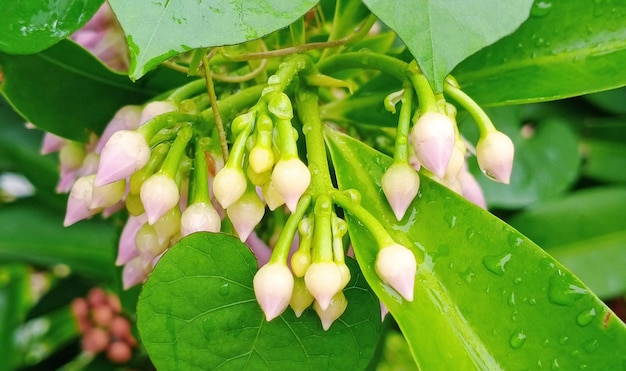 Un primer plano de una planta con flores blancas y hojas verdes con la palabra "frijol".