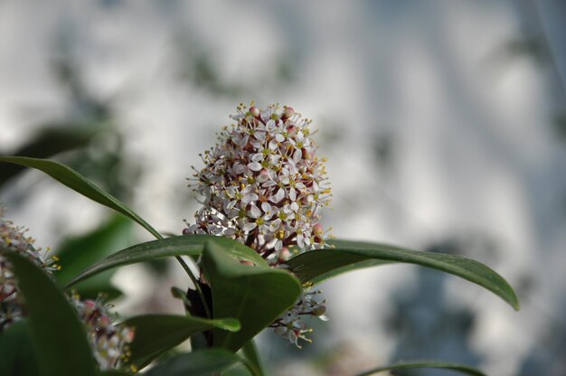 Foto primer plano de una planta de flores blancas