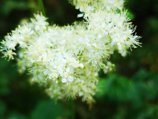 Foto primer plano de una planta de flores blancas