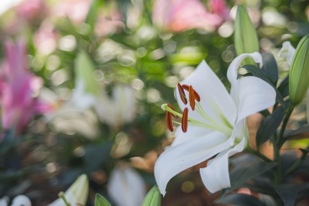 Foto primer plano de una planta de flores blancas