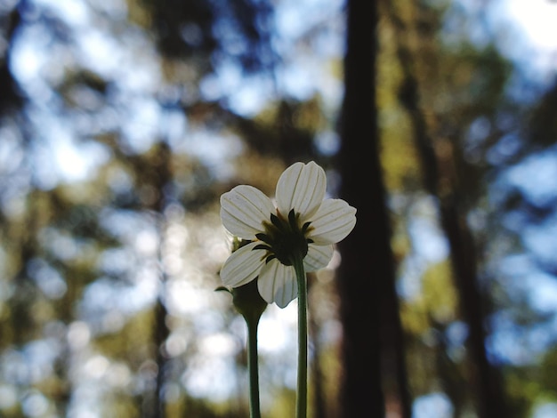 Primer plano de una planta de flores blancas