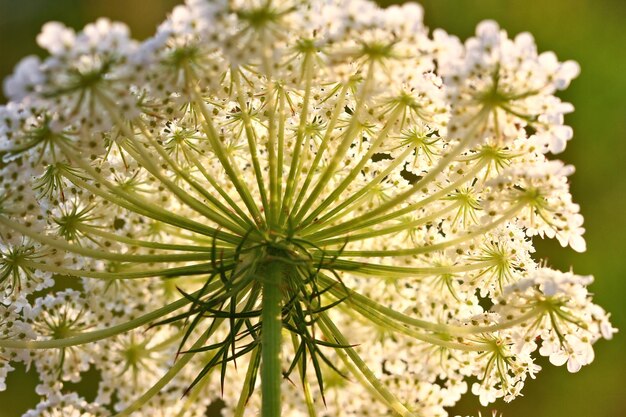 Foto primer plano de una planta de flores blancas.