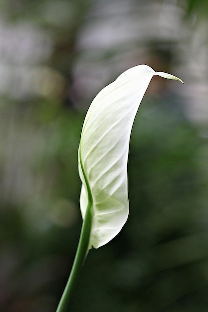 Primer plano de una planta de flores blancas