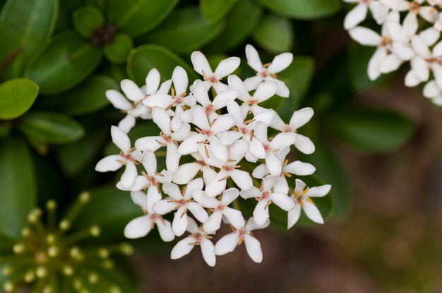 Foto primer plano de una planta de flores blancas