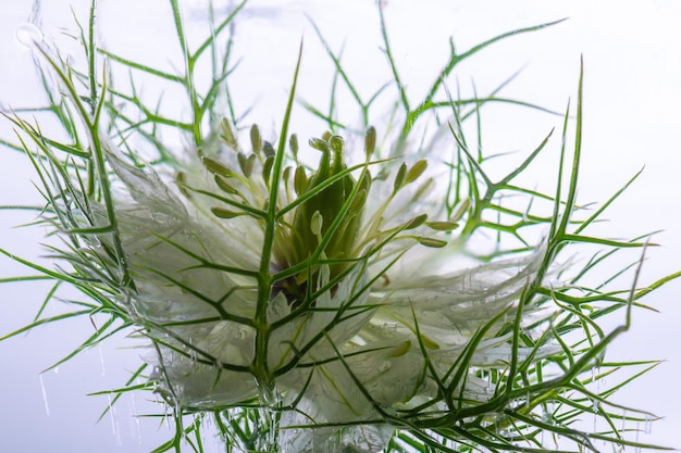 Foto primer plano de una planta de flores blancas