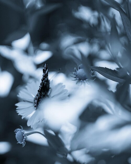 Foto primer plano de una planta de flores blancas