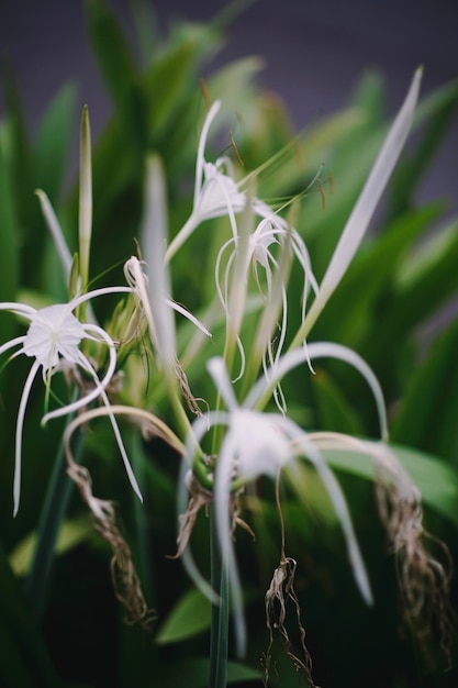 Foto primer plano de una planta de flores blancas