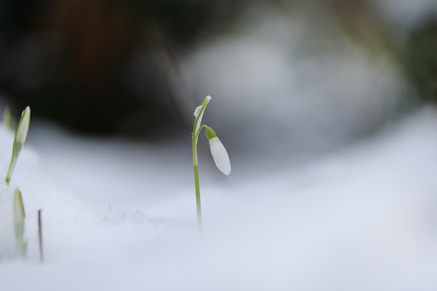 Primer plano de una planta de flores blancas