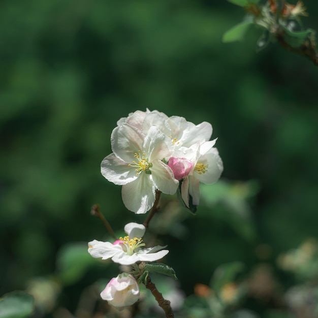 Foto primer plano de una planta de flores blancas