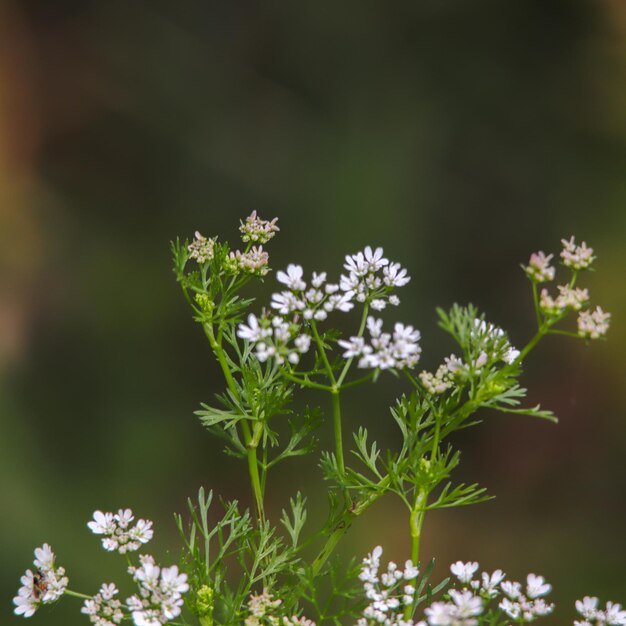 Foto primer plano de una planta de flores blancas