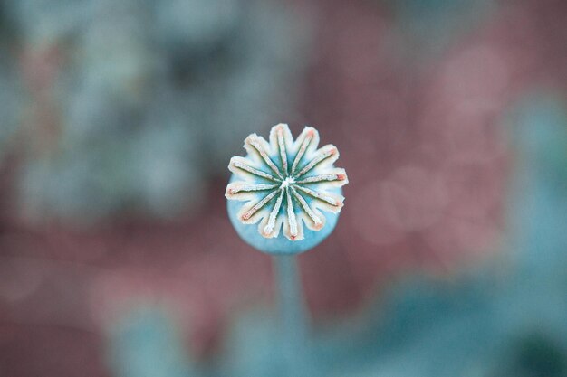 Foto primer plano de una planta de flores blancas