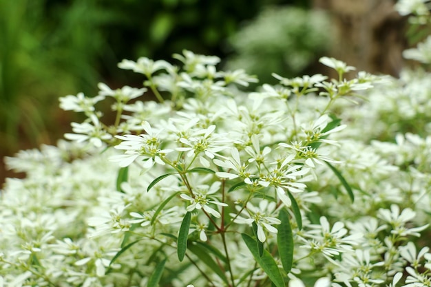 Foto primer plano de una planta de flores blancas