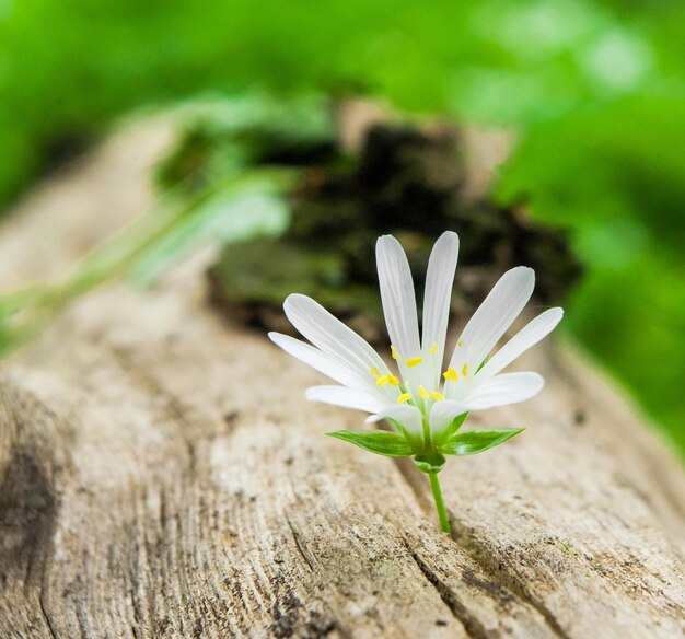 Foto primer plano de una planta de flores blancas