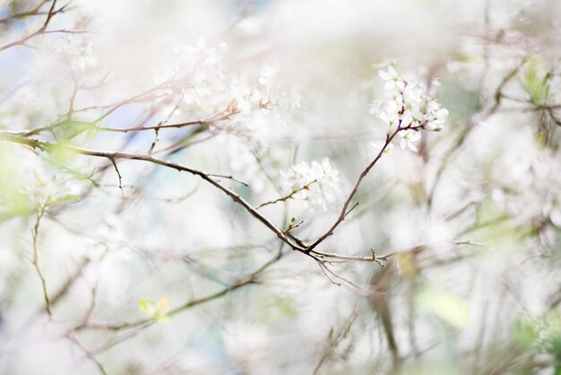 Foto primer plano de una planta de flores blancas