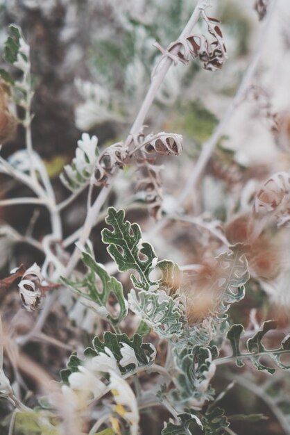 Foto primer plano de una planta de flores blancas