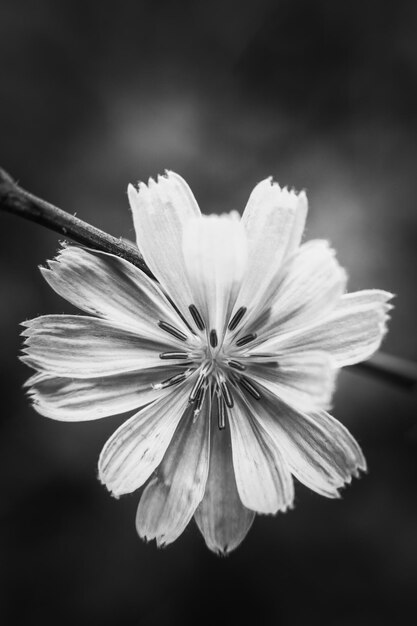 Foto primer plano de una planta de flores blancas